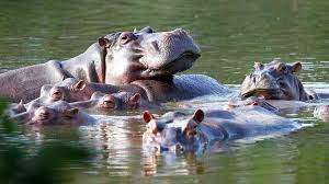 Escobar’s Hippos to be moved from Colombia to India